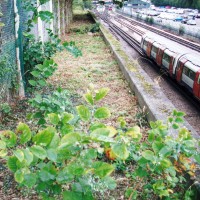 Tube Lines 51